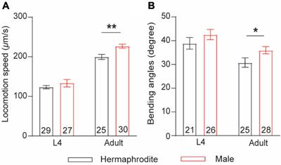 Sexually Dimorphic Neurotransmitter Release at the Neuromuscular Junction in Adult Caenorhabditis elegans